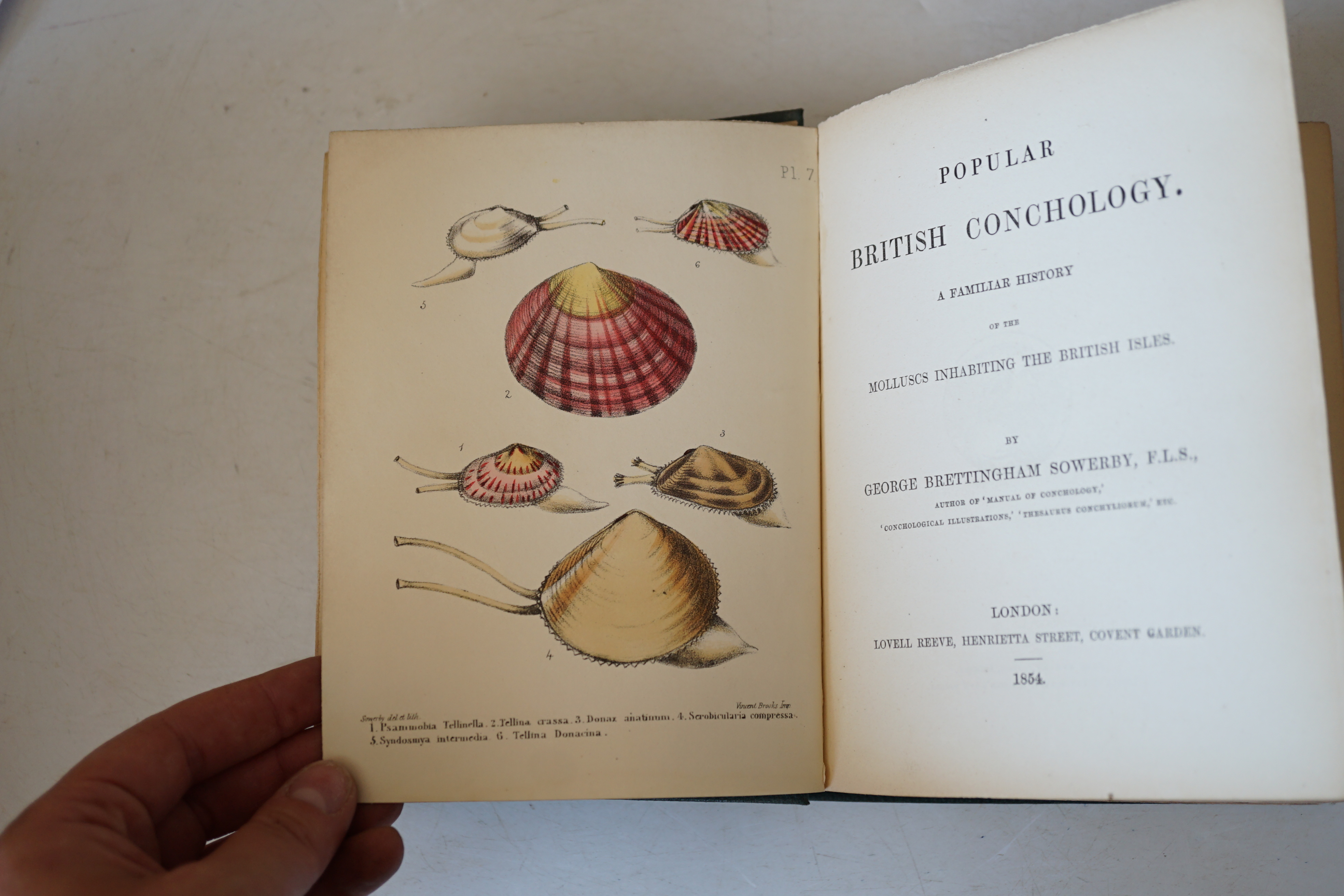 Sowerby, George Brettingham - Popular British Conchology. A familiar history of the molluscs inhabiting the Brisish Isles. 20 hand coloured lithographed plates; original gilt pictorial and blind decorated cloth (by Westl